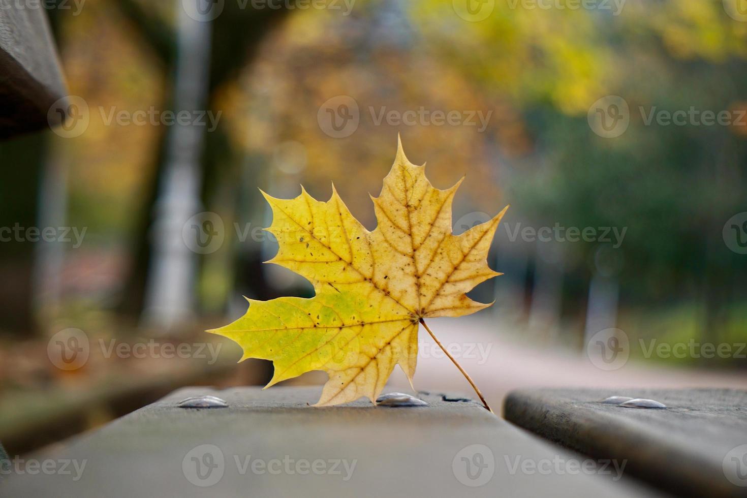 gelbes Blatt auf der Bank in der Herbstsaison foto
