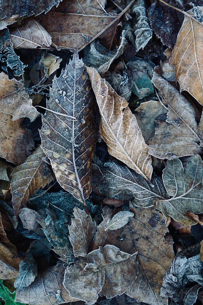 frostig trockene braune Blätter in der Wintersaison foto