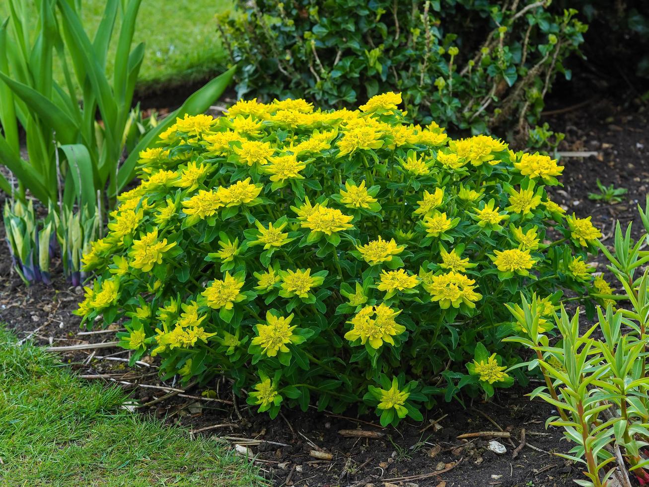 kompakte gelbe Euphorbienpflanze, die in einem Garten blüht foto