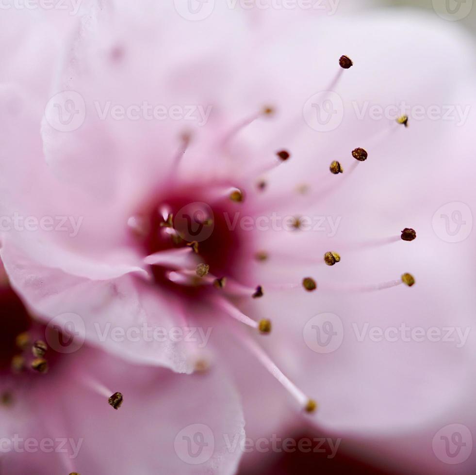 romantische rosa Blume im Garten im Frühling foto