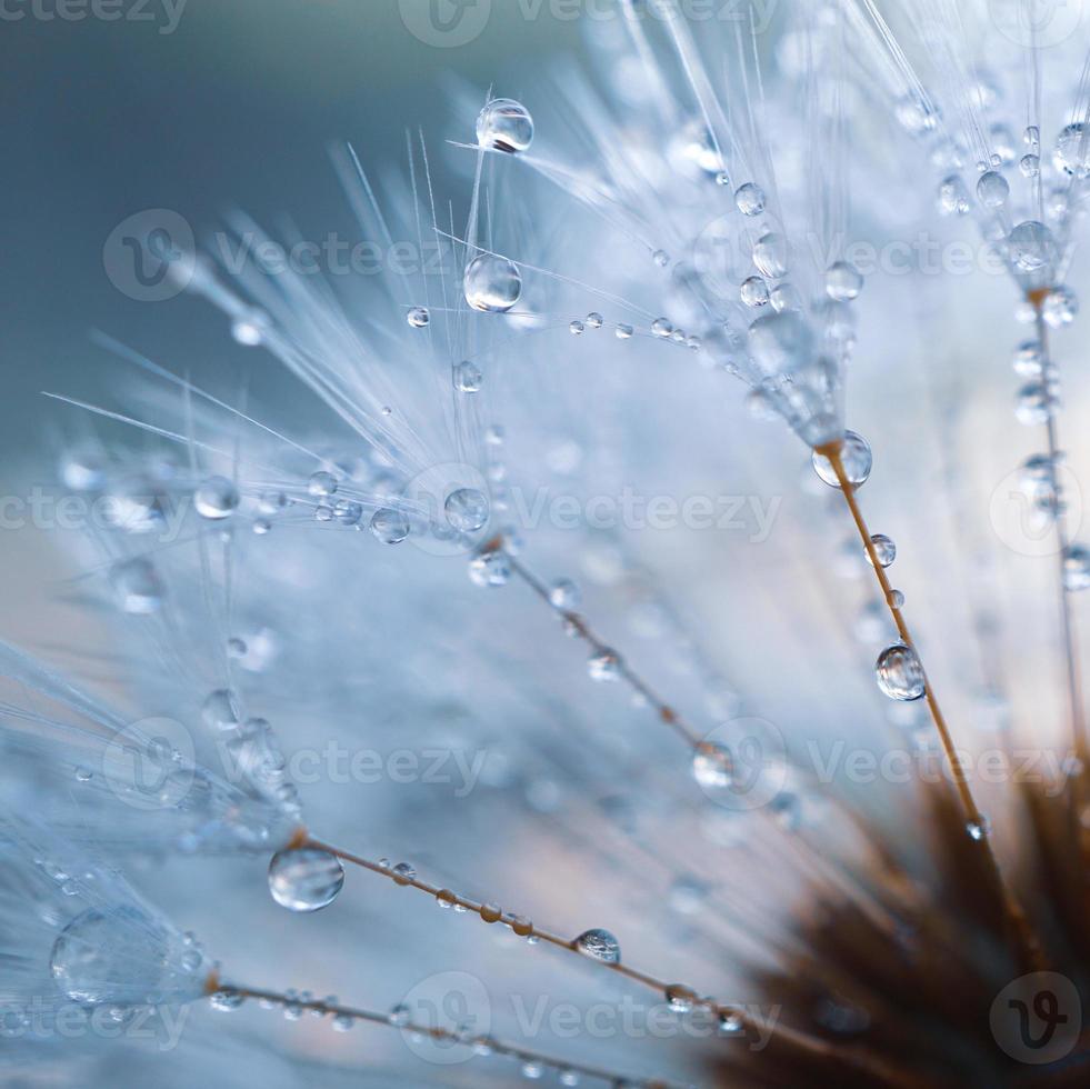 Tropfen auf die Löwenzahnblume in der Frühlingssaison foto