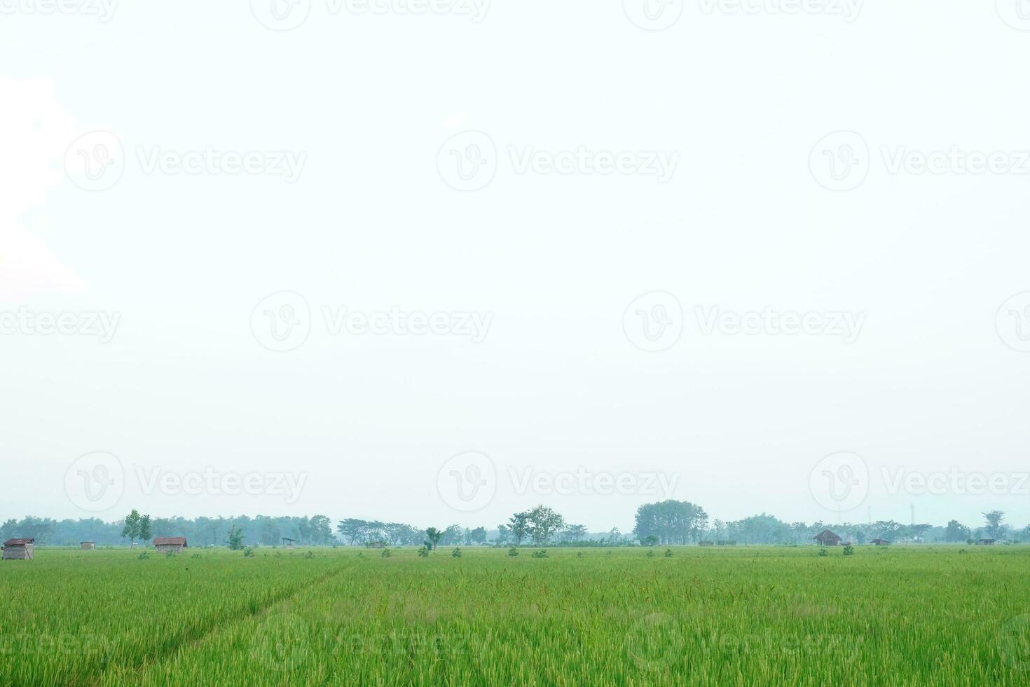 Grün Reis Feld Hintergrund Fotografie foto