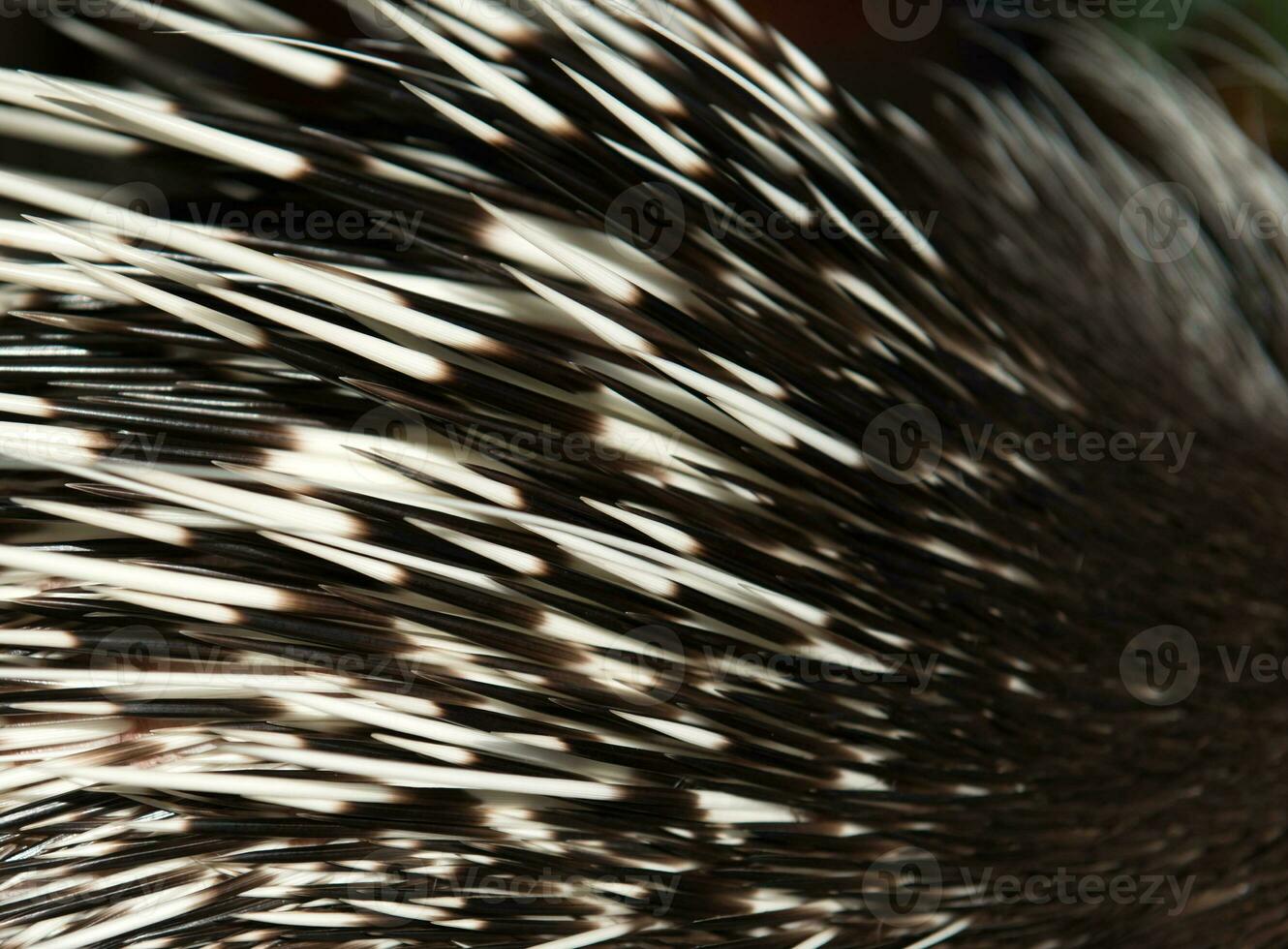 Stachelschwein Rücken schließen oben foto