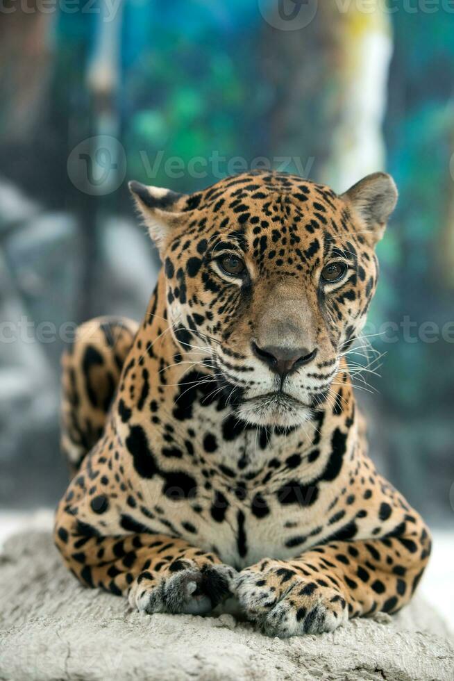 Jaguar panthera onca foto