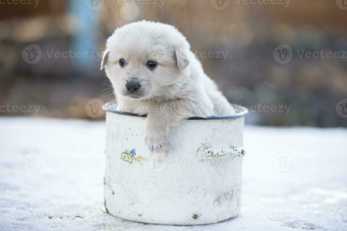 ein klein süß Weiß Hündchen kletterte in das Topf. Weiß Straße komisch Hund. foto