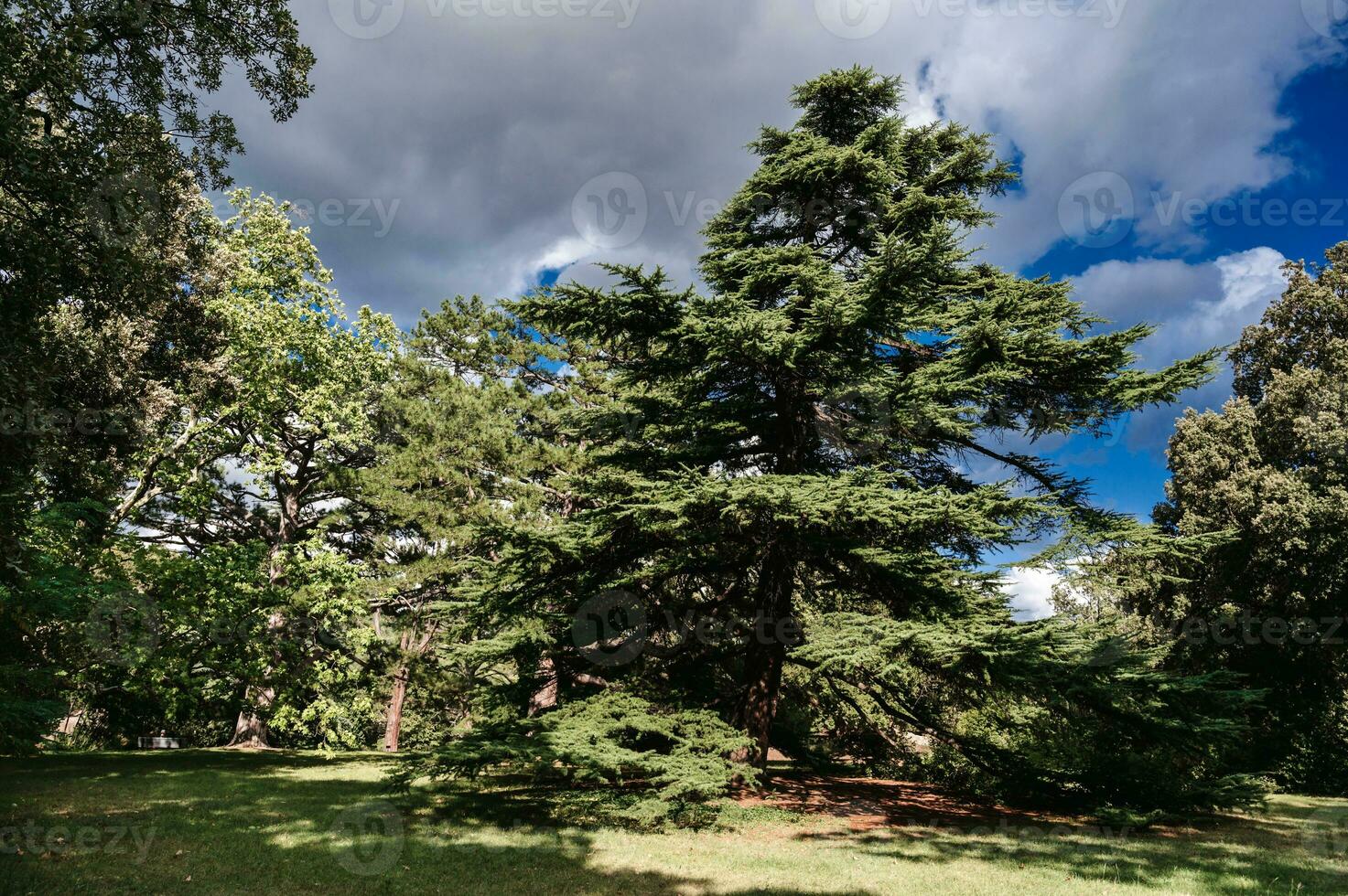 ein Bild von ein enorm Jahrhundert alt Tanne Baum wachsend im das Mitte von ein Grün Clearing im das Park. foto