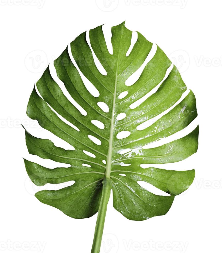 Monstera Deliciosa oder Schweizer Käsepflanze tropisches Blatt und Wassertropfen lokalisiert auf weißem Hintergrund mit Schnittpfad foto