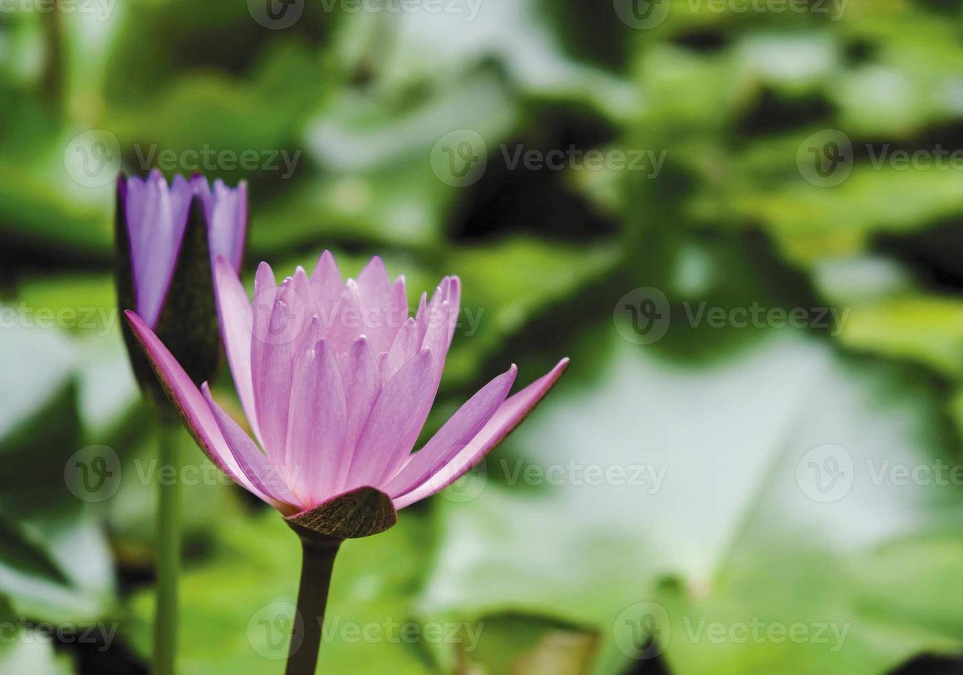 rosa Lotusblume mit grünen Blättern im Teich foto
