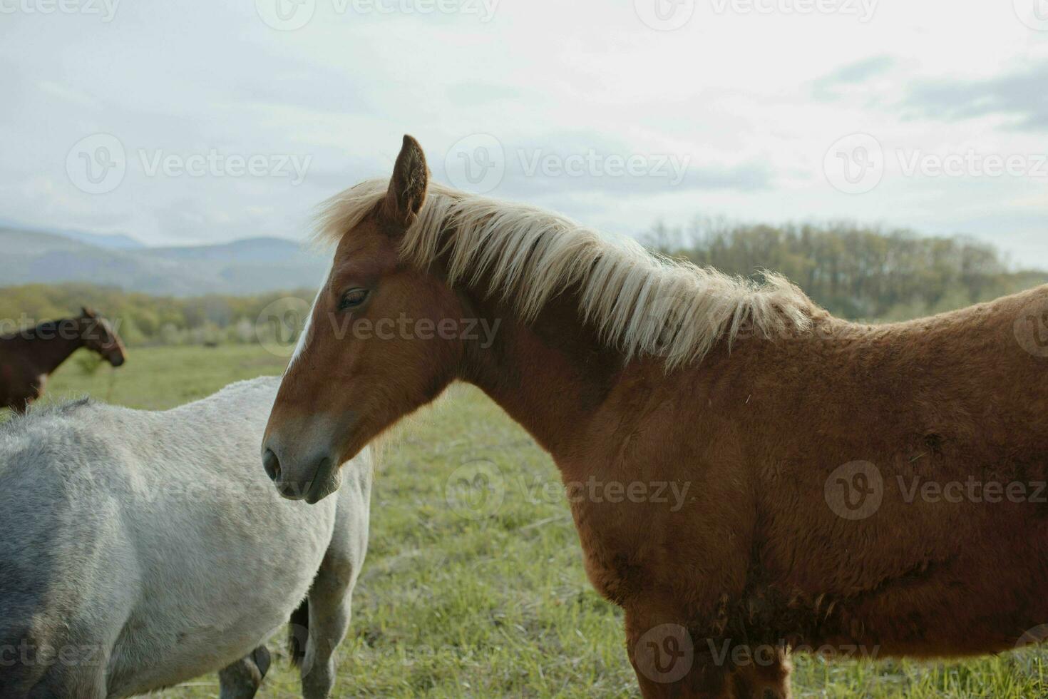 Pferd im das Feld Natur Landschaft Reise foto