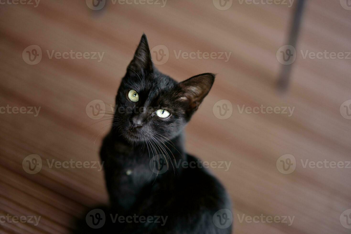 schwarz Katze sieht aus Nahansicht in das Kamera beim Zuhause gegen das Fußboden foto