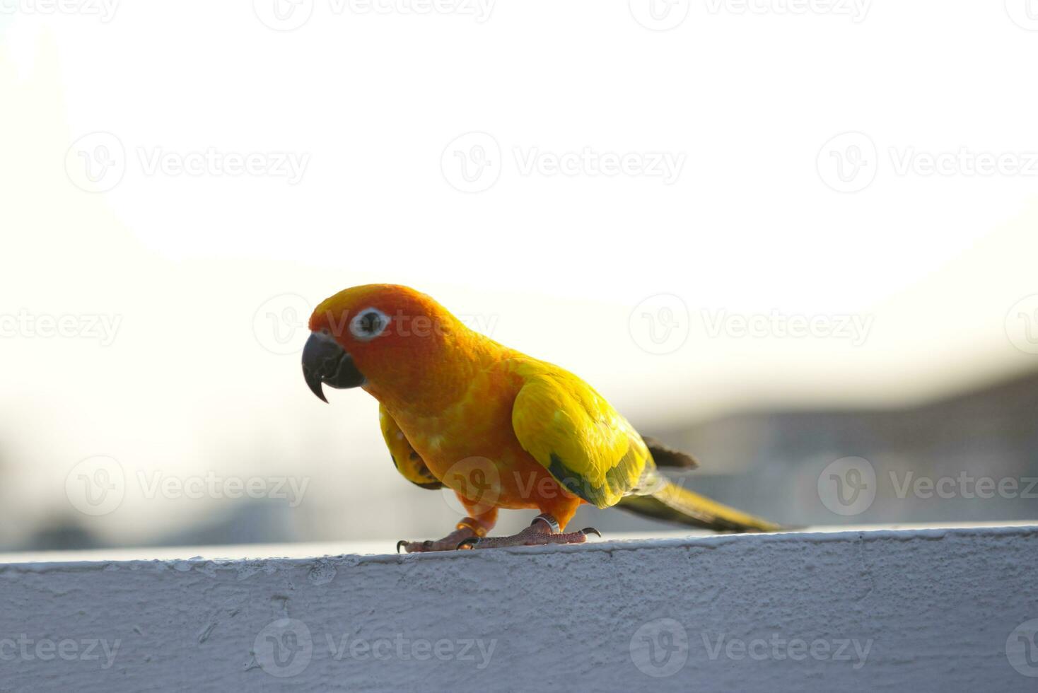 schön schön Orange Gelb Grün Papagei Sonne conure auf Schlafplatz Ast mit Blau klar Himmel Hintergrund foto