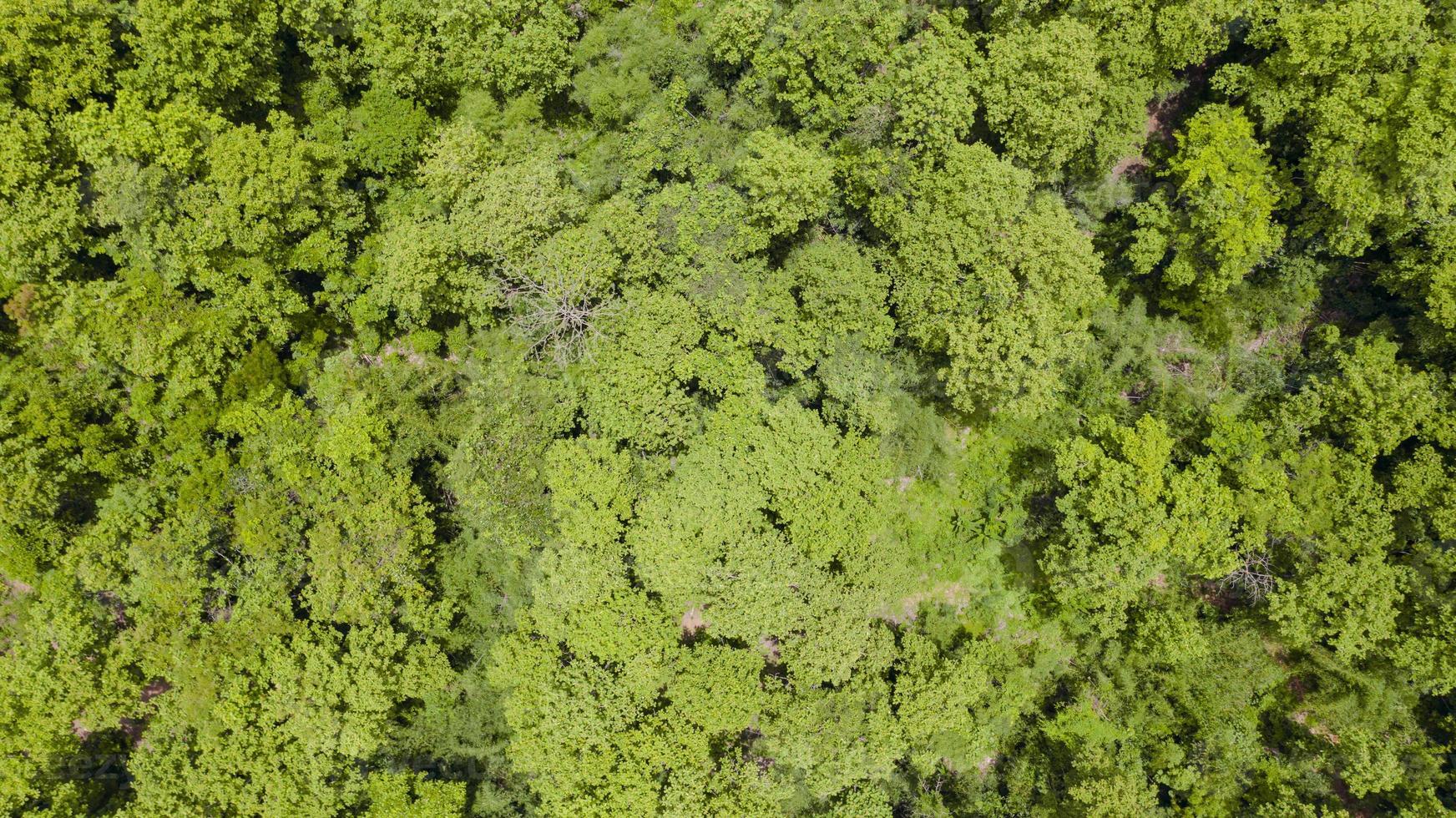 Luftaufnahme des schönen tropischen Waldes foto