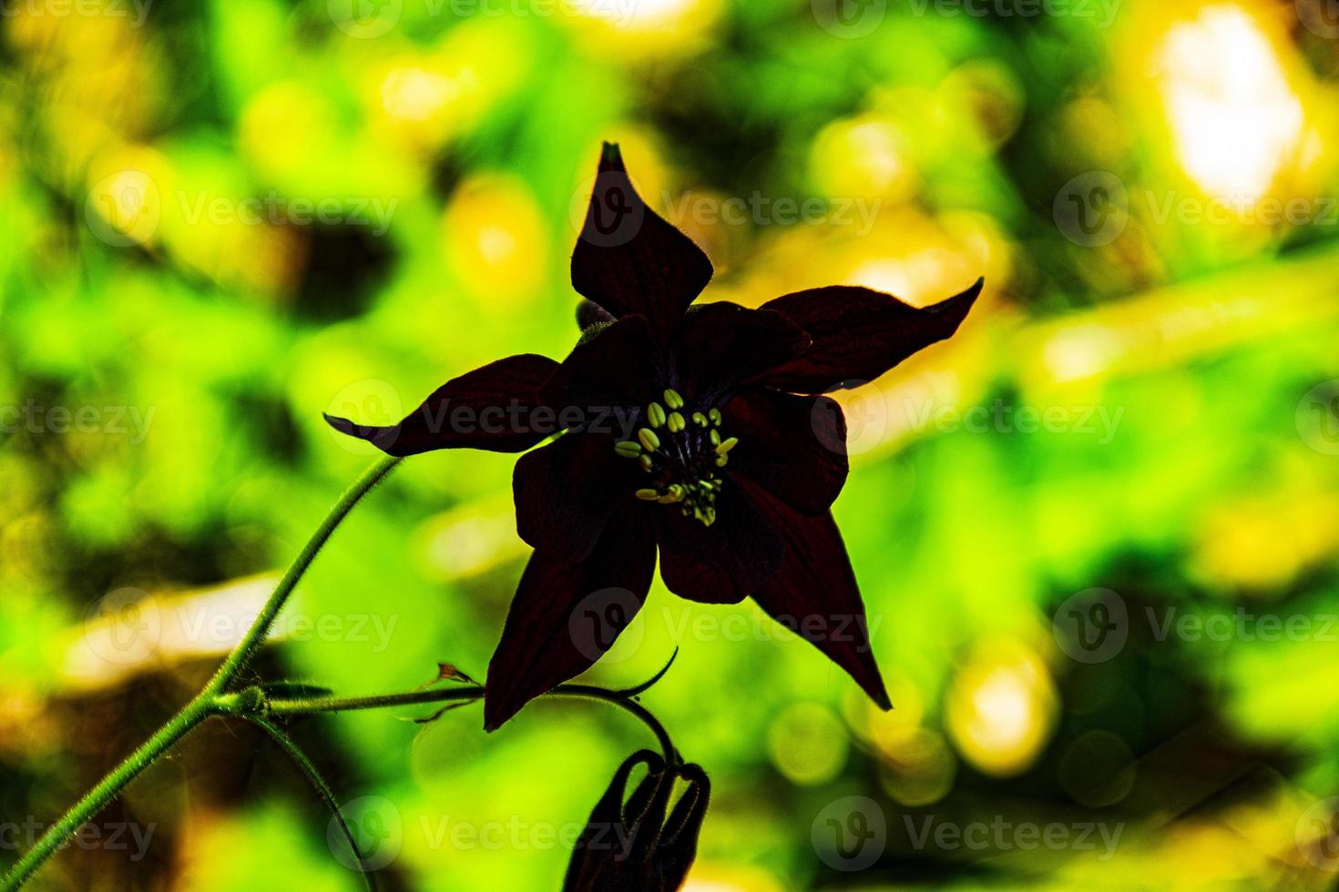 wilde schwarze Blume foto