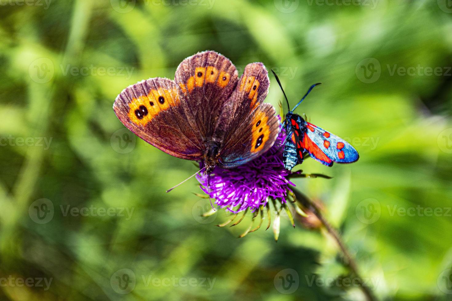 zwei Schmetterlinge auf einer Blume foto