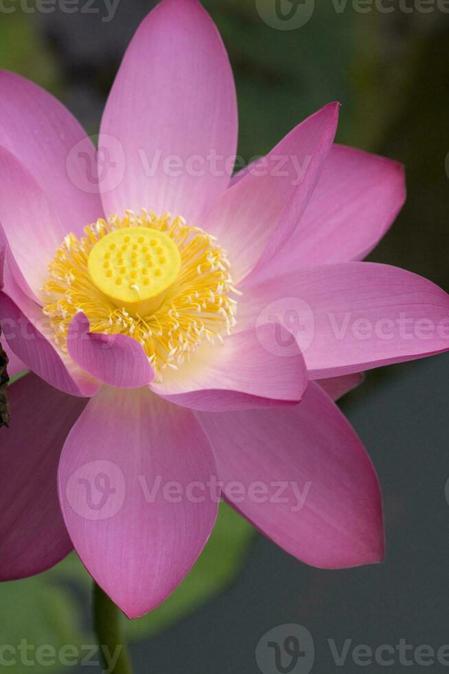 schöne bunte Blumen foto