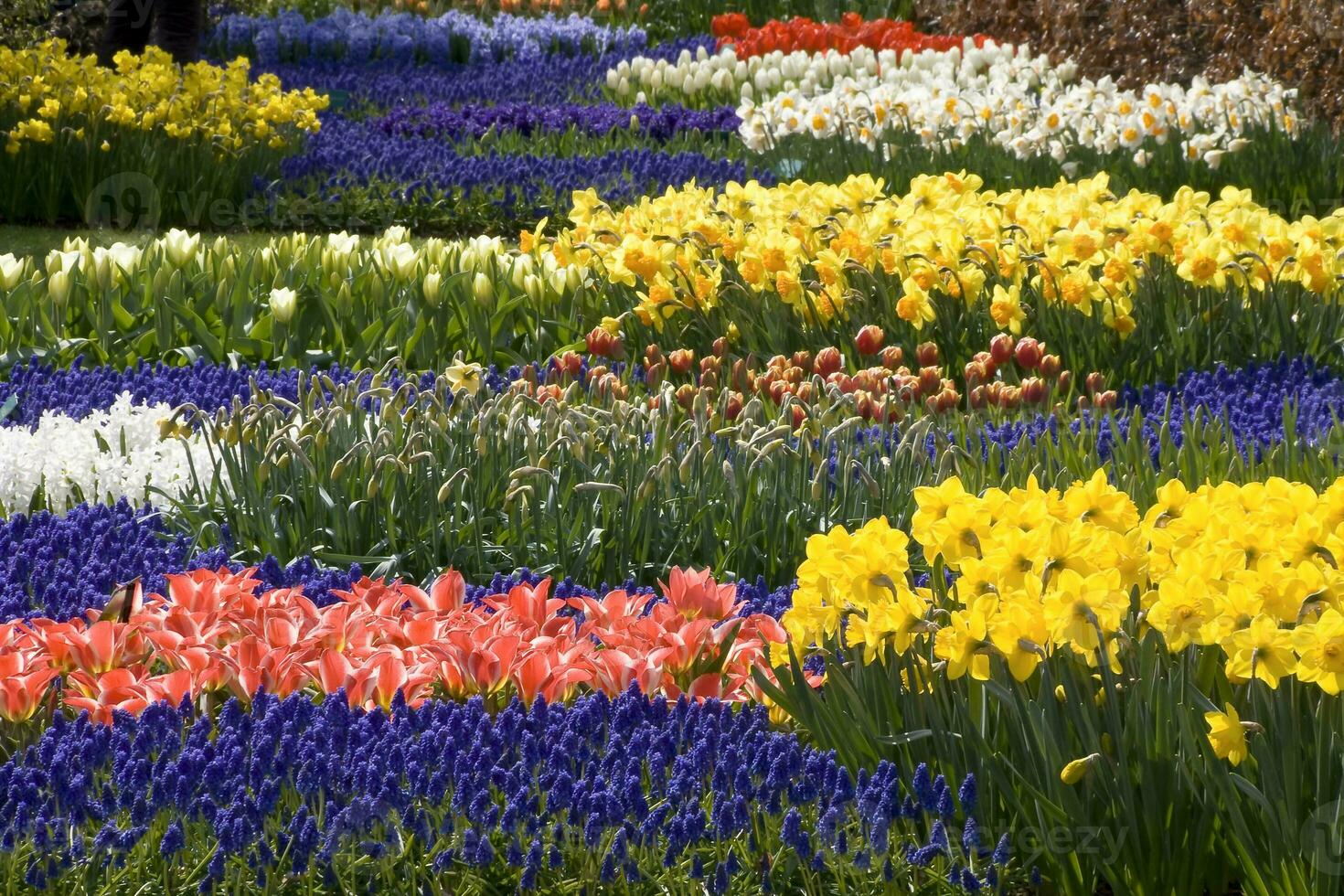 Niederlande bunt Landschaft und Blumen foto