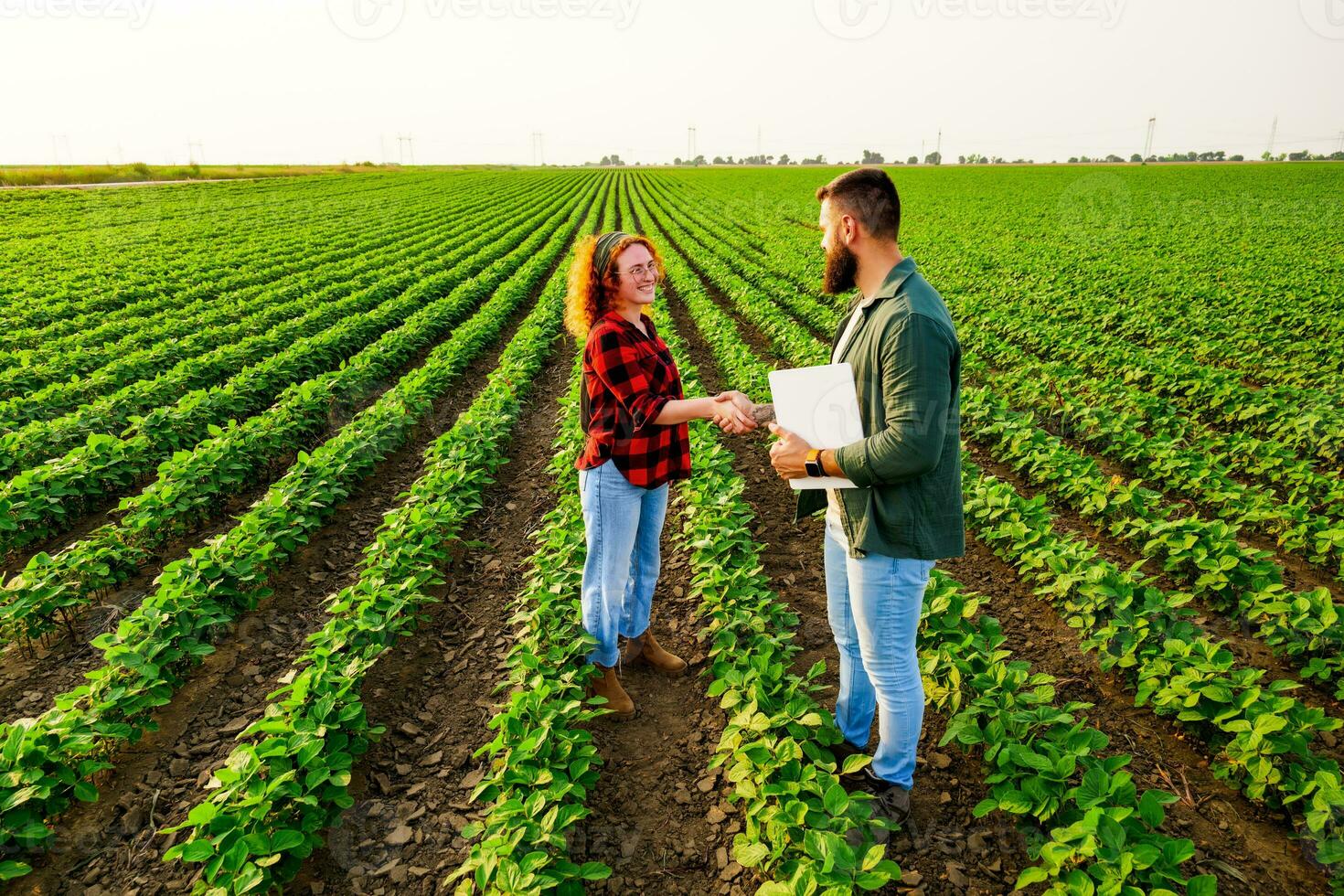 Familie landwirtschaftlich Beruf. Mann und Frau sind kultivieren Sojabohne. Sie sind zufrieden mit gut Fortschritt von Pflanzen. foto