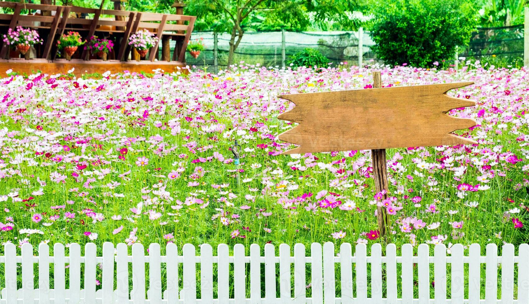 Kosmos Blume Weiß Rosa und Weiß Zaun hölzern Zeichen foto