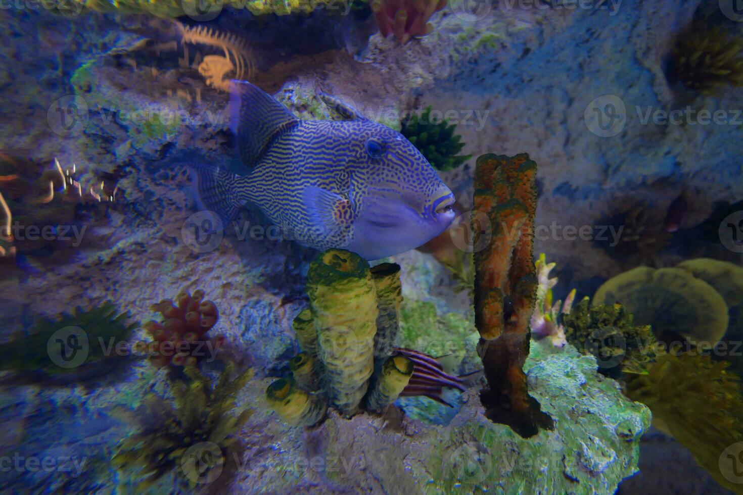 Aquarium Fisch im Wasser schließen oben foto