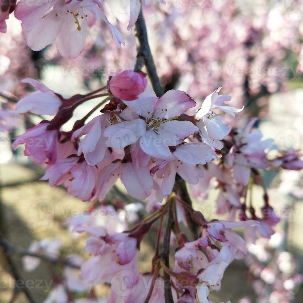 schön Rosa Sakura Kirsche blühen Blumen Blühen im das Garten im Frühling foto