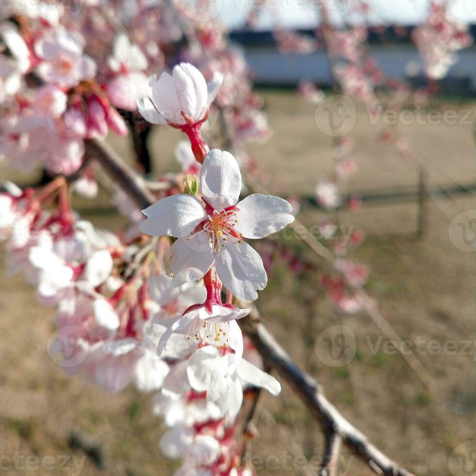 schön Rosa Sakura Kirsche blühen Blumen Blühen im das Garten im Frühling foto