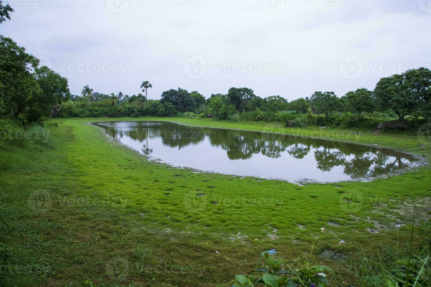 See im das Mitte von das Wald mit Grün Gras und Blau Himmel foto