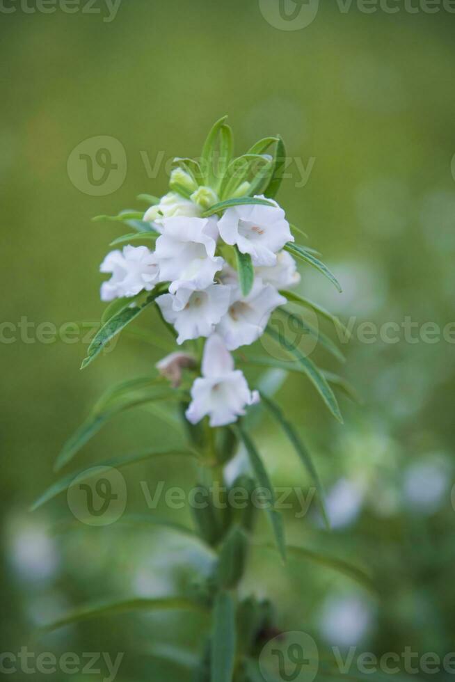 Sesam Weiß Blumen im das Garten Baum mit ein verschwommen Hintergrund. selektiv Fokus foto