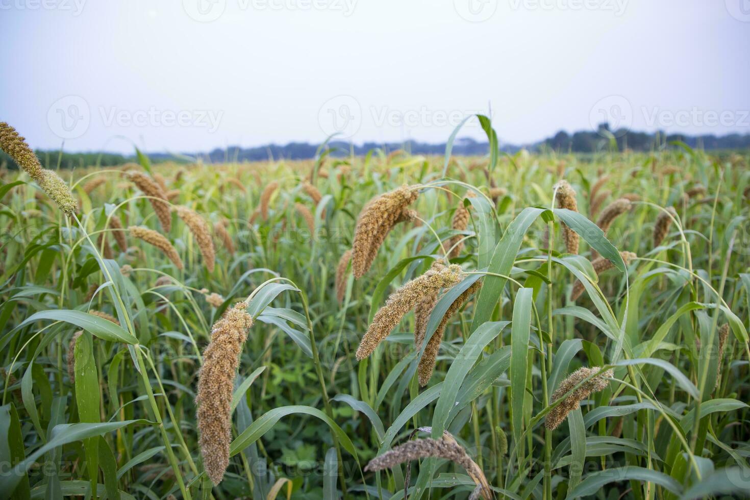 roh reif Hirse Pflanzen im das Feld Landwirtschaft Landschaft Aussicht foto