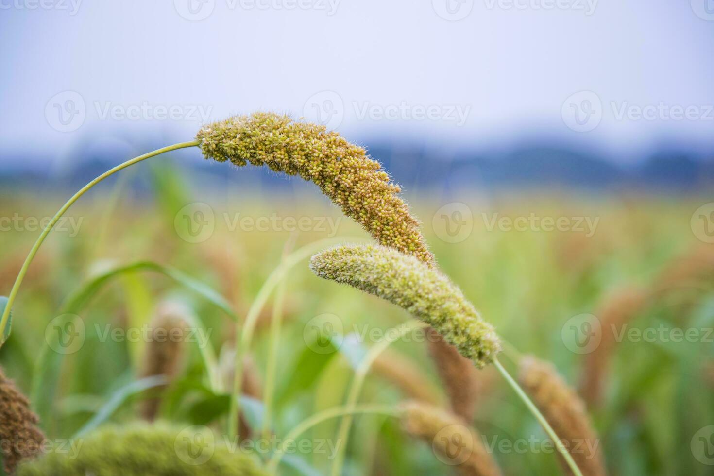 Hirse Spitze mit flach Tiefe von Feld. selektiv konzentrieren foto