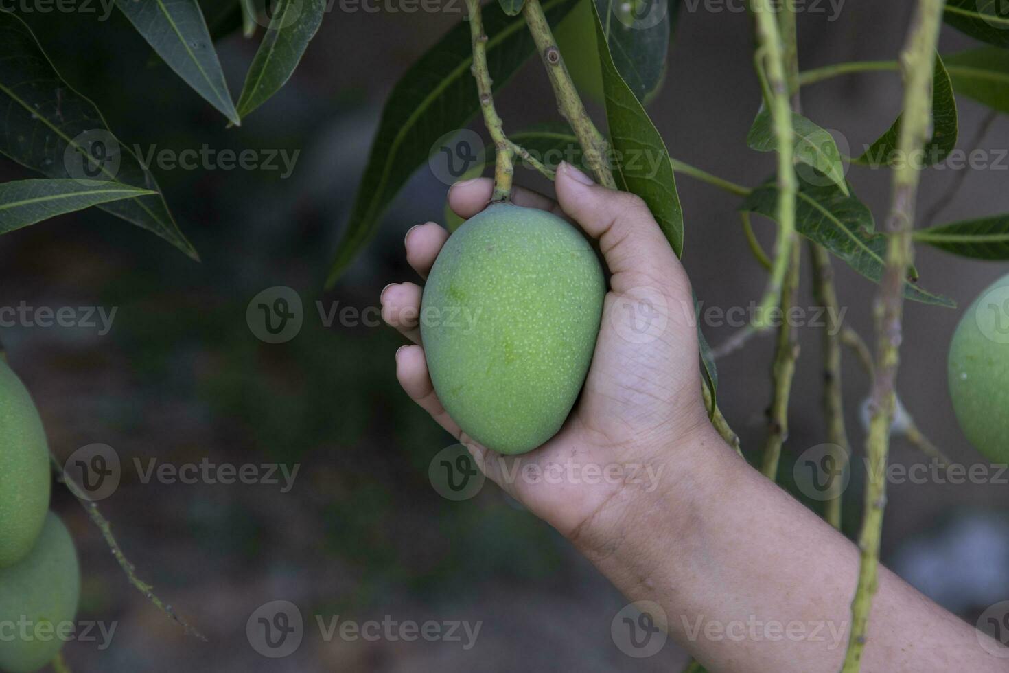 Händchen halten roh Grün Mango im das hängend Baum Ast foto