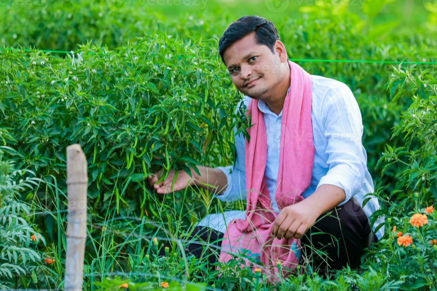 indisch glücklich Farmer halten Grün Chili , Grün Chili Landwirtschaft, jung Farmer foto