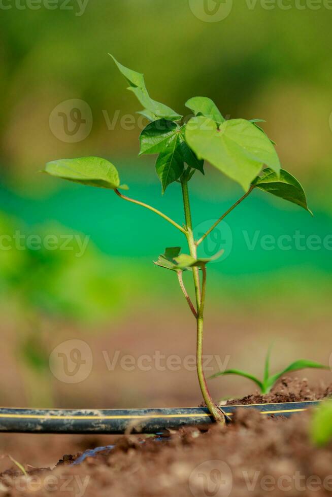 indisch Landwirtschaft Baumwolle Baby Baum, klein Pflanze wachsen im Bauernhof foto