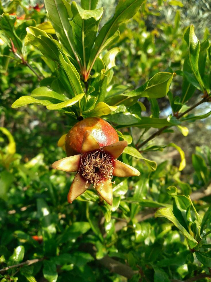 Reifung Granatapfel auf ein Baum Ast foto