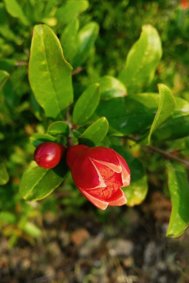 Reifung Granatapfel auf Baum Ast foto