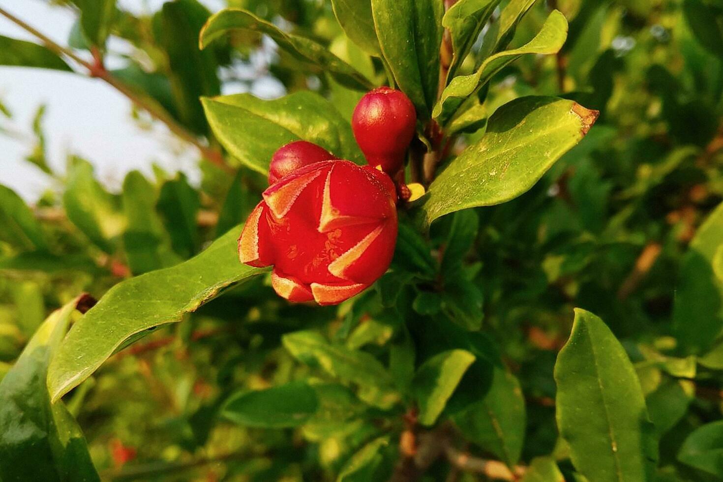 Reifung Granatäpfel auf Baum Ast foto