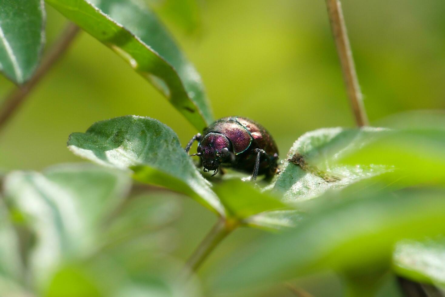 Makro Foto von Marienkäfer schwarz auf ein Grün Blatt