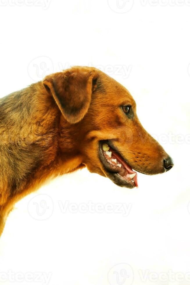 Dackel Hund Gesicht Seite Aussicht isoliert auf Weiß Hintergrund. Studio Schuss. foto