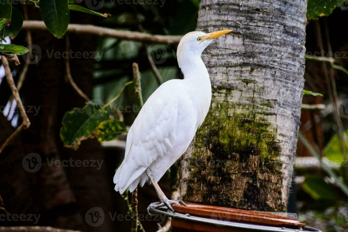 majestätisch Weiß Vogel foto