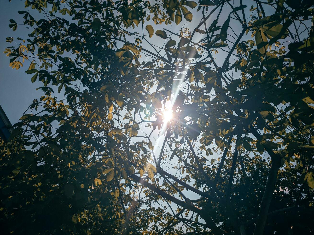 Aussicht von Baum Blätter ausgesetzt zu Sonnenlicht geeignet zum Herbst Thema foto