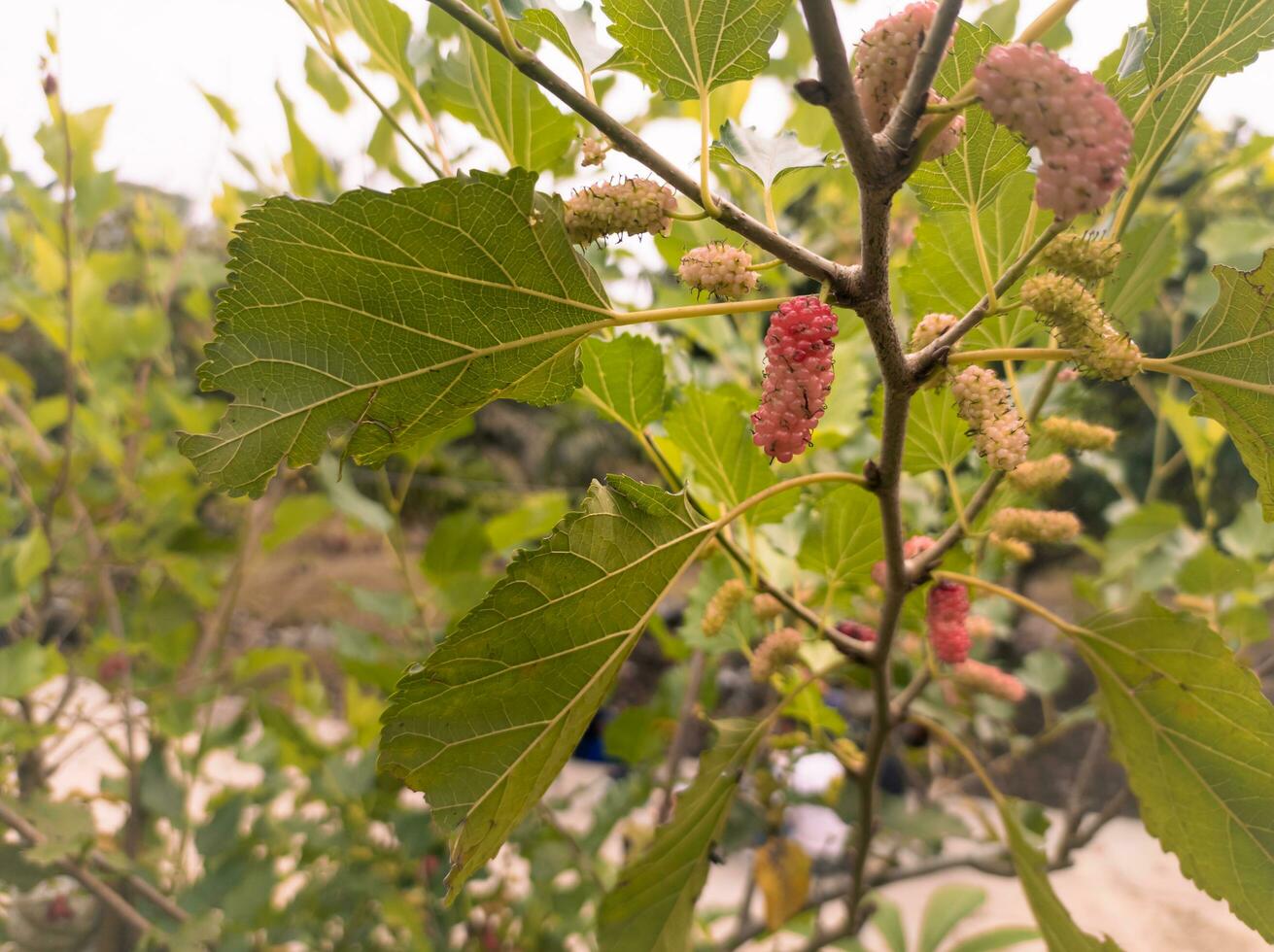 Maulbeere Obst Pflanzen mit Blätter Hintergrund foto