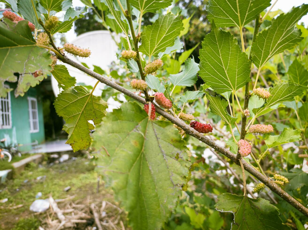 Maulbeere Obst Pflanzen mit Blätter Hintergrund foto