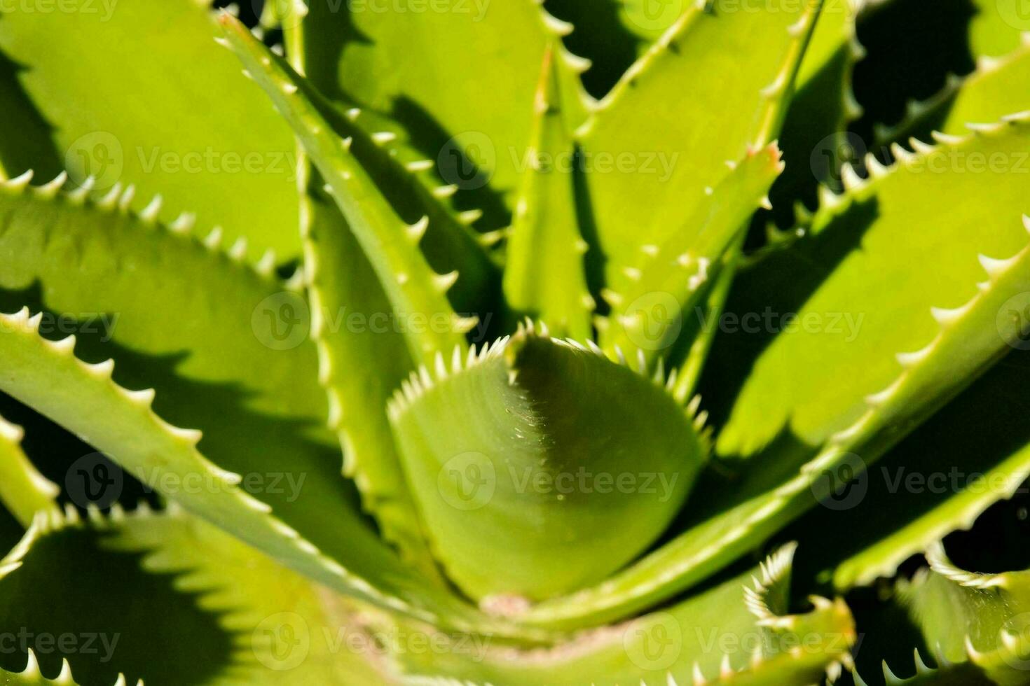 Aloe Pflanze Nahansicht foto