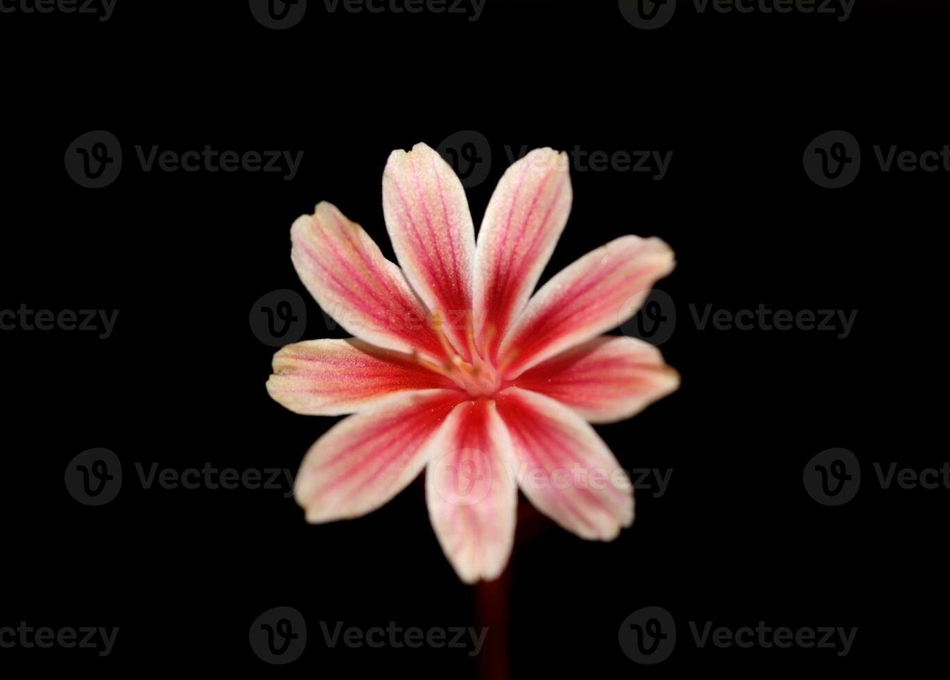 schön Rosa Blume Sommer- blühen schließen oben botanisch Hintergrund Lewisia Leeana Familie montiaceae groß Größe hoch Qualität modern sofortig drucken foto