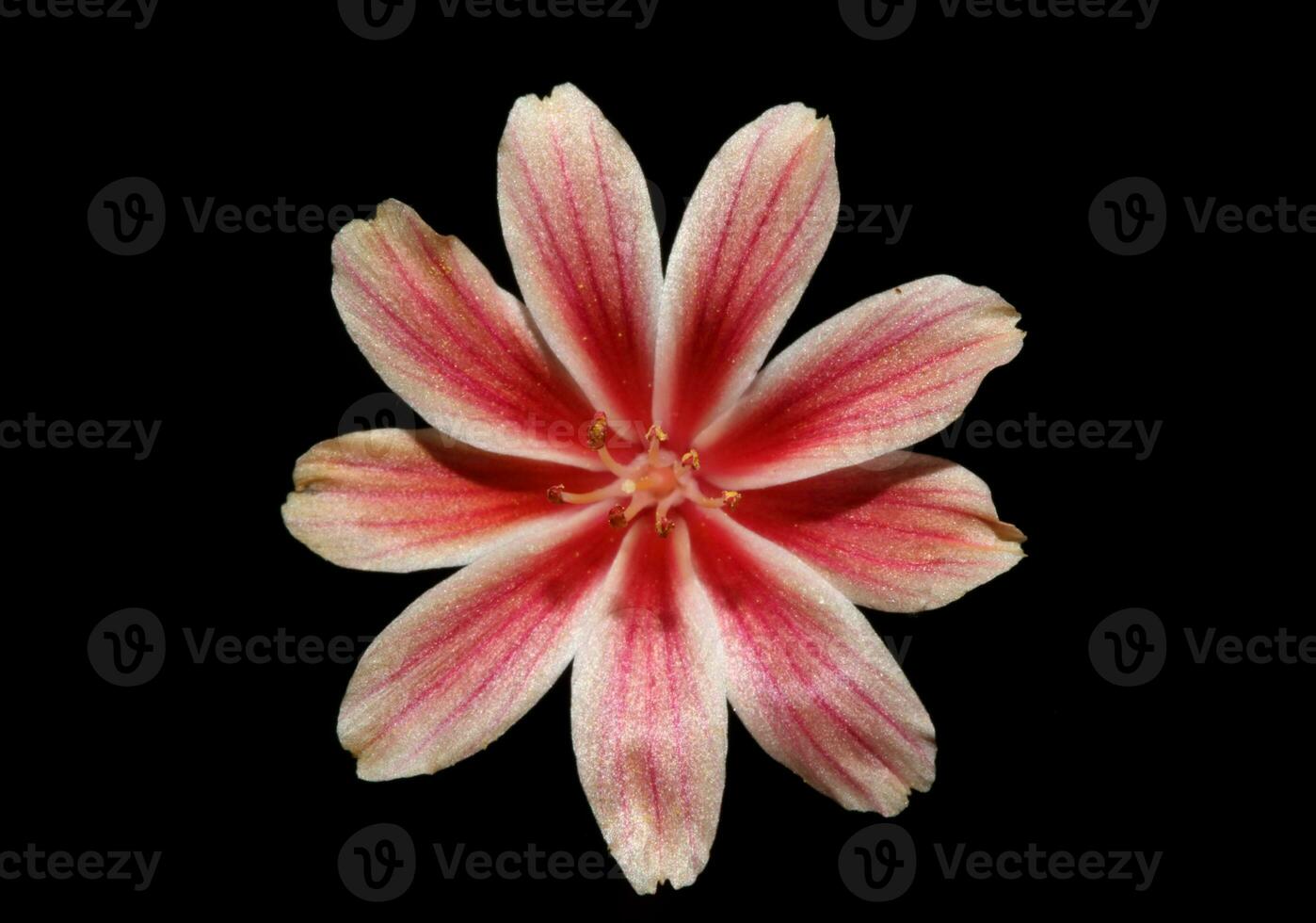 schön Rosa Blume Sommer- blühen schließen oben botanisch Hintergrund Lewisia Leeana Familie montiaceae groß Größe hoch Qualität modern sofortig drucken foto