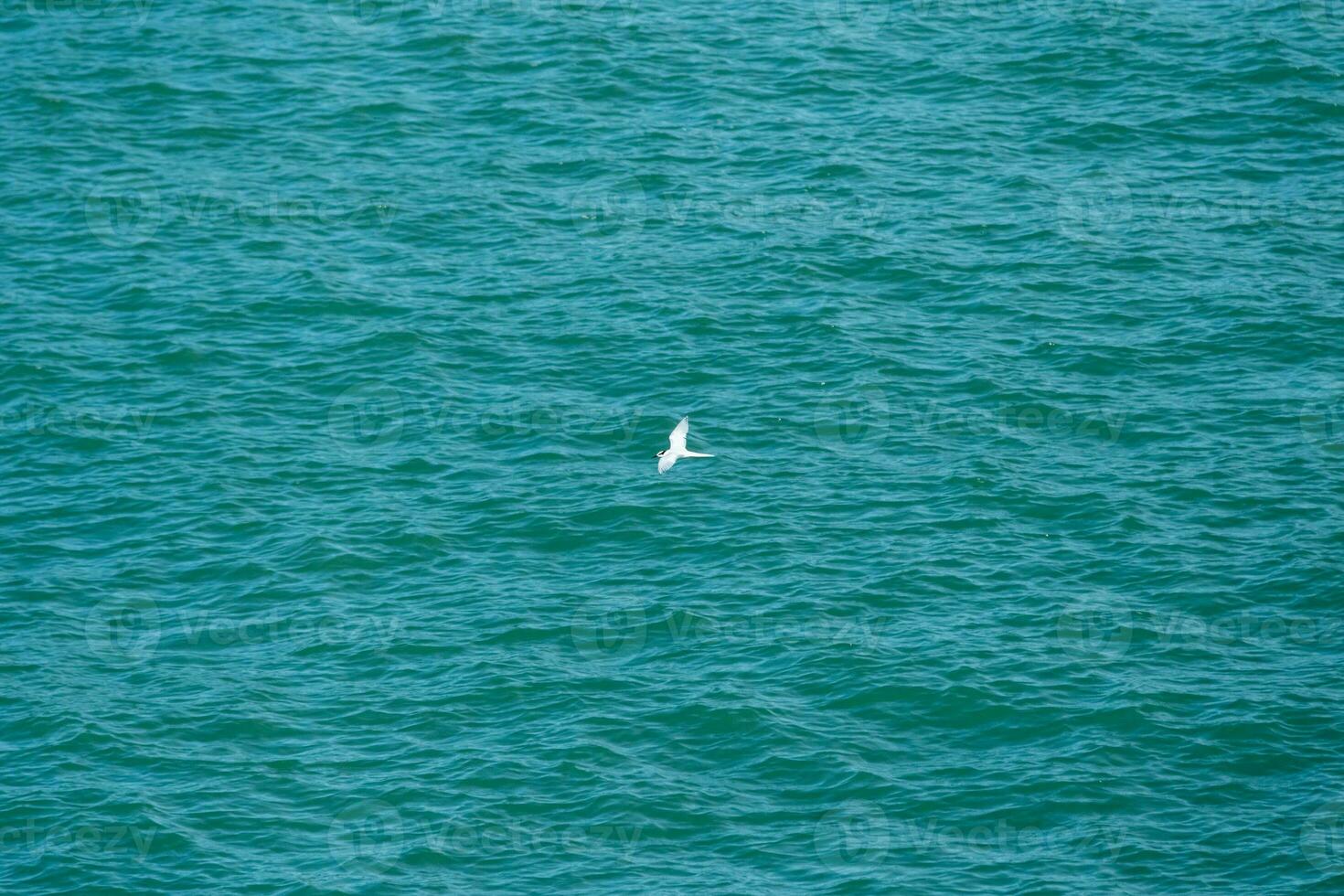 ein Weiß Vogel fliegend Über das Meer. foto