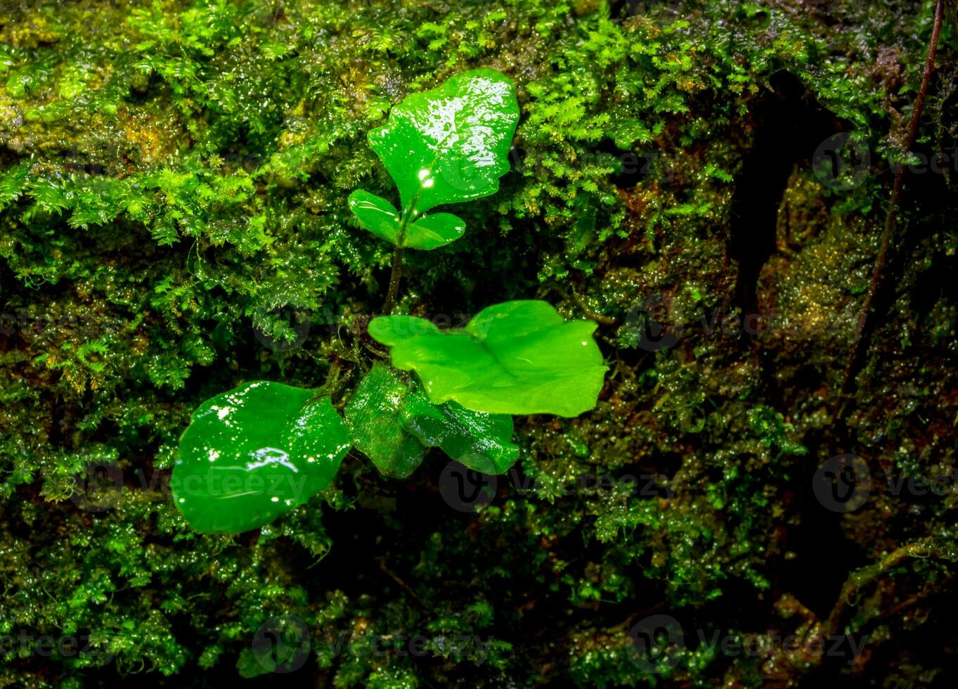 Frische kleine Farnblätter mit Moos und Algen im tropischen Garten foto