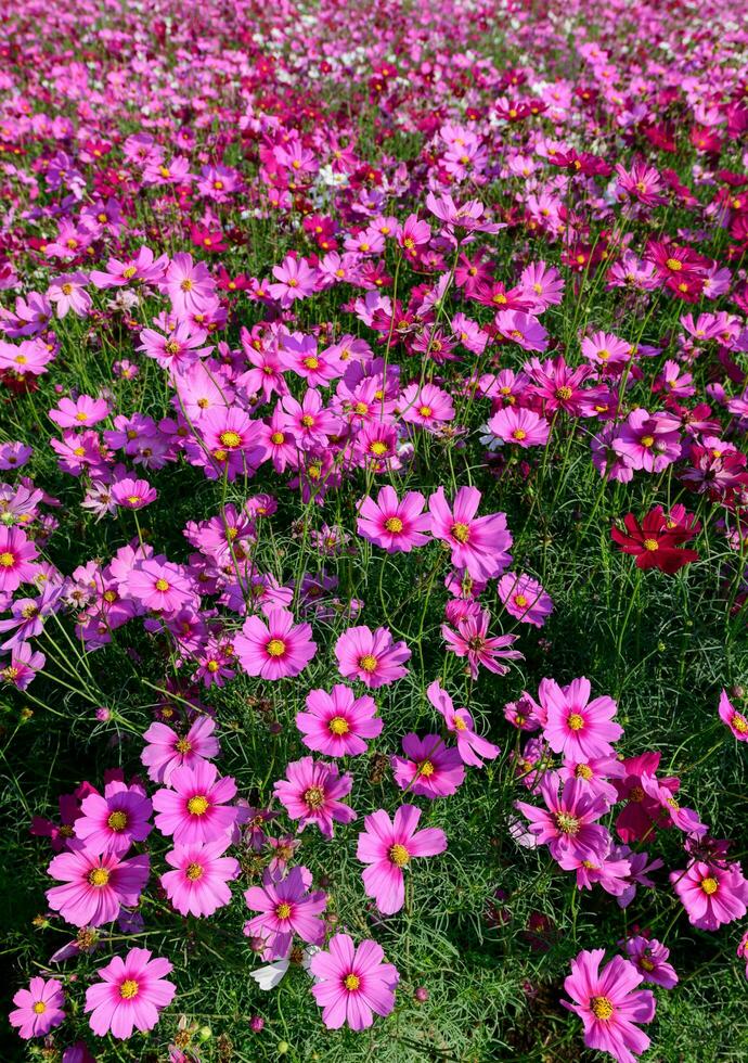 schön Kosmos Blumen Blühen im Kosmos Feld foto