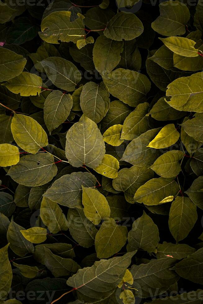 Grün und Gelb japanisch Knöterich Pflanze Blätter im Herbst Jahreszeit, Gelb Hintergrund foto