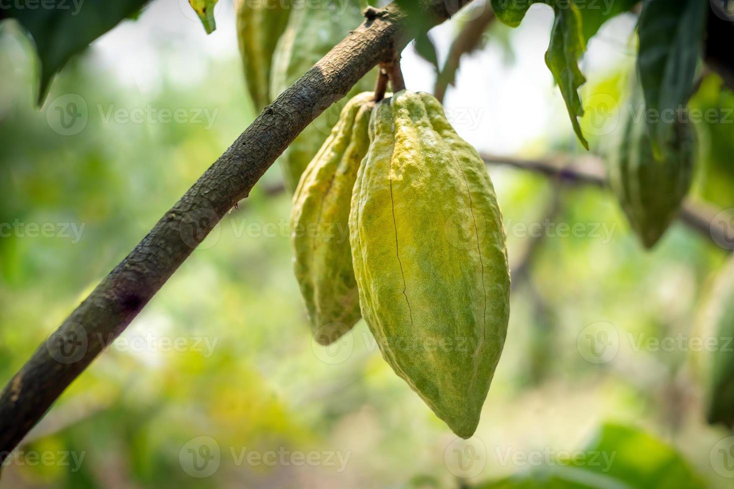 Kakaobaum mit Kakaoschoten in einem Bio-Bauernhof foto