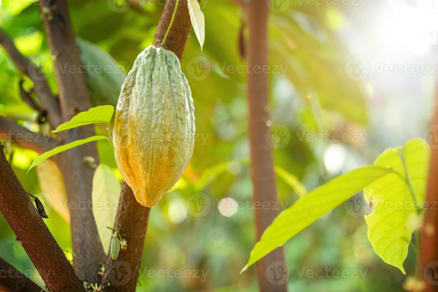 Kakaobaum mit Kakaoschoten in einem Bio-Bauernhof foto